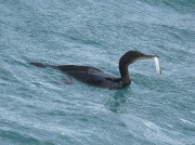 Cormorant (Phalacrocorax carbo) eating fish