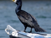 Cormorant (Phalacrocorax carbo)