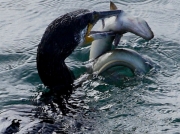 Cormorant (Phalacrocorax carbo) eating an Eel (Anguilla Anguilla)