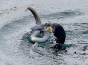 Cormorant (Phalacrocorax carbo) eating an Eel (Anguilla Anguilla)