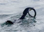 Cormorant (Phalacrocorax carbo) eating an Eel (Anguilla Anguilla)