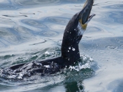 Cormorant (Phalacrocorax carbo) eating an Eel (Anguilla Anguilla)