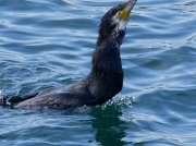 Cormorant (Phalacrocorax carbo) eating an Eel (Anguilla Anguilla)