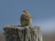 Corn Bunting (Emberiza calandra)