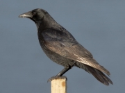 Carrion Crow (Corvus corone)