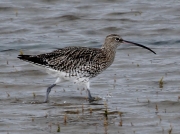 Curlew (Numenius arquata) High tide on the Hayle Estuary, Cornwall