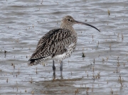 Curlew (Numenius arquata) Resting at high tide on the Hayle Estuary, Cornwall