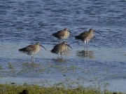 Curlew