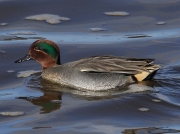 Teal (Anas crecca ) - drake swimming in the Hayle Estuary, Cornwall