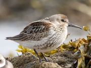 Dunlin (Calidris alpina) - juvenile/first winter