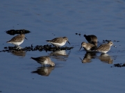 Dunlin (Calidris alpina)