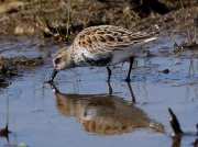 Dunlin (Calidris alpina)