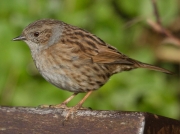Dunnock (Prunella modularis)