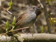 Dunnock (Prunella modularis)
