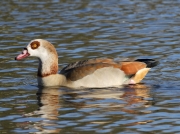 Egyptian Goose (Alopochen aegyptiacus)