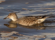 Teal (Anas crecca) - female swimming in the Hayle Estuary, Cornwall