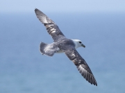 Fulmar (Fulmarus glacialis)