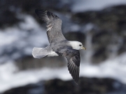 Fulmar (Fulmarus glacialis)