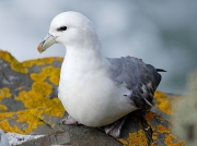 Fulmar (Fulmarus glacialis)