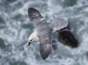 Fulmar (Fulmarus glacialis)