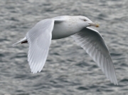 Glaucous Gull (Larus hyperboreus)