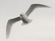 Glaucous Gull (Larus hyperboreus)