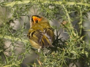 Goldcrest
