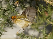 Goldcrest