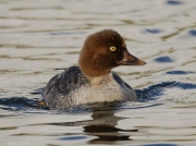 Goldeneye (Bucephala clangula)