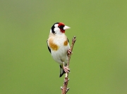 Goldfinch (Carduelis carduelis)