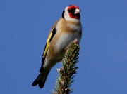 Goldfinch (Carduelis carduelis)