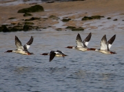 Goosander (Mergus merganser)