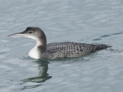 Great Northern Diver (Gavia immer) at Newlyn Harbour, Cornwall