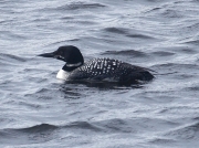 Great Northern Diver (Gavia immer) in summer plumage on Long Rock Pool, Marazion, Cornwall