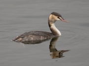 Great Crested Grebe (Podiceps cristatus) - winter