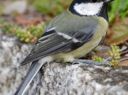 Great Tit (Parus major)