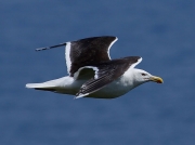 Great Black-backed Gull