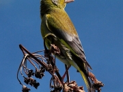 Greenfinch (Carduelis chloris)