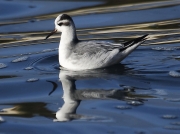 Grey Phalarope (Phalaropus fulicarius) feeding amongst sea weed off Castle Beach, Falmouth, Cornwall