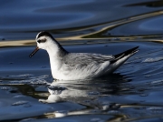 Grey Phalarope (Phalaropus fulicarius) feeding on sea off Castle Beach, Falmouth, Cornwall