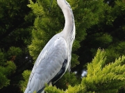 Grey Heron (Ardea cinerea)