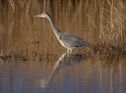 Grey Heron (Ardea cinerea)