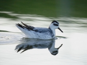 Grey Phalarope