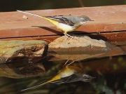 Grey Wagtail