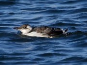 Guillemot (Uria aalge) - juvenile