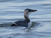 Guillemot (Uria aalge) - juvenile
