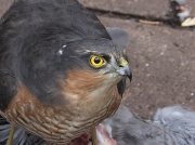 Head of male Sparrowhawk (Accipiter nicus)  © Steve Ogden