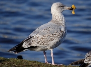 Herring Gull (Larus argentatus) - 2nd winter