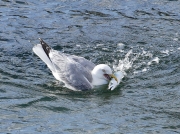 Herring Gull (Larus argentatus) - with Mackerel