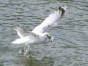 Herring Gull (Larus argentatus) - with Mackerel